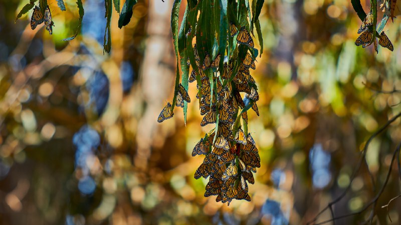 Butterfly balletMonarch butterflies, Goleta, California (© Craig Rademacher/500px/Getty Images)