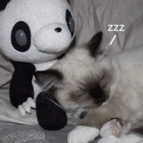 zZz