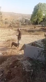מתנחלים משחררים את בעלי החיים שלהם לאדמות חקלאים בח'לת אל-חומוס במסאפר יטא, דרומית לחברון.