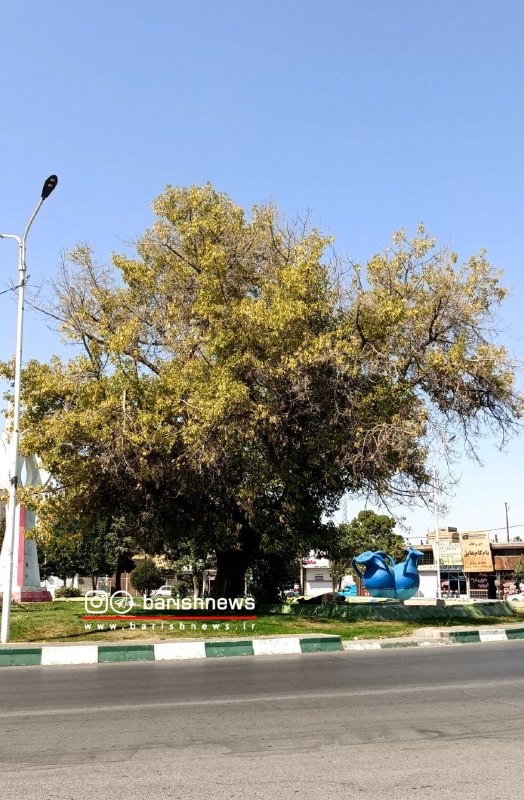 باریش نیوز: 🟥درخت کهنسال میدان شهدا در معرض خشک‌شدن◽️درخت کهنسال واقع در میدان شهدا (دروازه شاپور) در حال خشک‌شدن است. شهروندان خواس