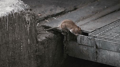 اخبار خراسان شمالی - خبرگزاری فارس: اجرای طرح مبارزه با جانوران موذی در بجنورد🔹 رئیس سازمان مدیریت پسماند شهرداری بجنورد: چهارمین مرحله طرح ضربتی مبارزه با 