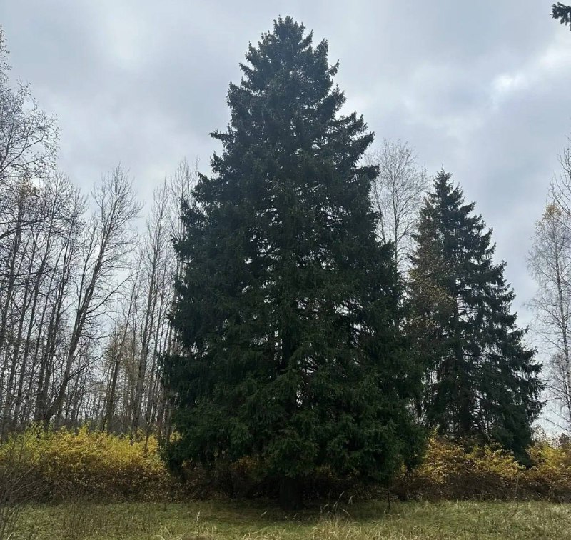 🎄 Главную новогоднюю ель России выбрали в Рузском округе Московской области, сообщили ТАСС в Управлении делами президента РФ. фото