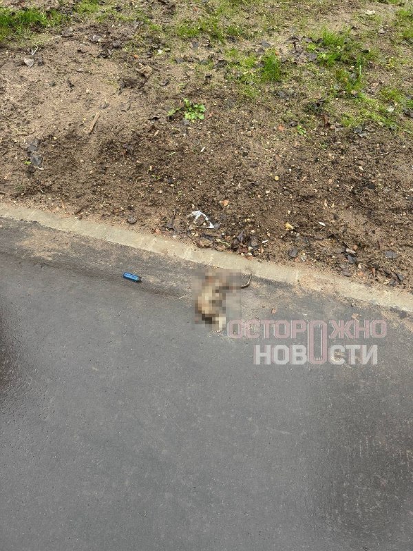 Студентам ВГИКа пригрозили отчислением после жалоб на нашествие крыс в общежитии
