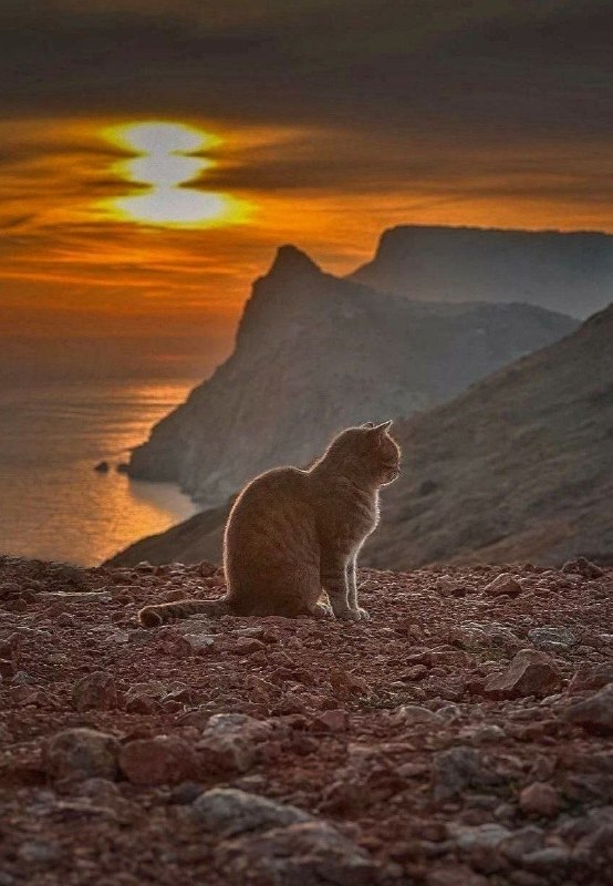 Весенние закатные краски в Балаклаве ❤️ ﻿﻿﻿﻿﻿﻿﻿﻿﻿﻿﻿﻿﻿﻿﻿﻿﻿﻿﻿﻿﻿﻿﻿﻿﻿﻿﻿﻿﻿﻿﻿﻿﻿﻿﻿﻿﻿﻿﻿﻿﻿﻿﻿﻿﻿﻿﻿﻿﻿… — Алуштинское ТурБюро