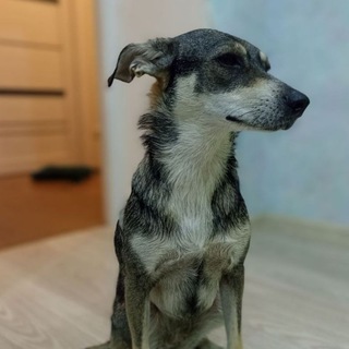 вз дж