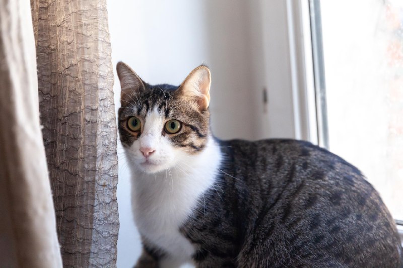 Финдус — обладатель очень драматичной жизненной истории (вкратце — его чуть не съели собаки, операци — фото 1