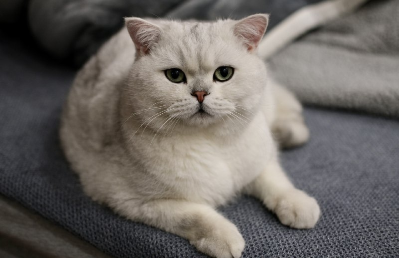 同事来拿寄养在我这里的2只猫，尴尬的是猫已经不认识他了，猫并不想走