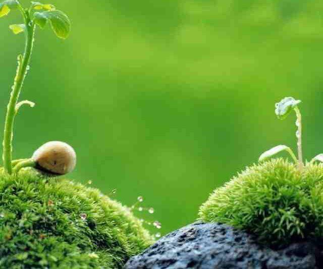 😍دنیای سلامتی و ترفند😍: گیاهان ضددرد:▫️نعنا فلفلی: آفت ها▫️اسطوخودوس: تسکین سوختگی▫️غرغره با مریم گلی: تسکین گلودرد▫️بابونه: تسکین دردهای گوارشی