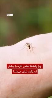 האם זה תמיד נראה כאילו יתושים פשוט נושכים אותך? זה לא רק דמיון וזה לא צירוף מקרים. יש לכך סיבה מדעית.