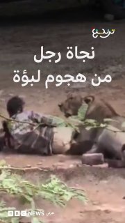 אדם שרד מתקפת לביאה לאחר שנעצר במשך 30 דקות