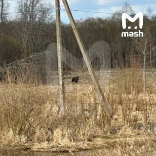 Медведи, оголодавшие после зимы, вышли к людям в Подмосковье — около 70 особей слоняются у дач и посёлков.Животные бродят рядом с населёнными пунктами в Можайском, Шаховском и Талдомском районах. По оценкам, в регионе сейчас от 50 до 70 хищников, и часть е