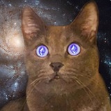 Gio - Ethereum Cat