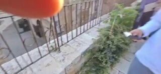 מתנחלים העונדים "מגילות תפילין" מקראיות מקיימים טקסים תלמודיים במהלך הפלישות המסיביות למסגד אל-אקצא המבורך.