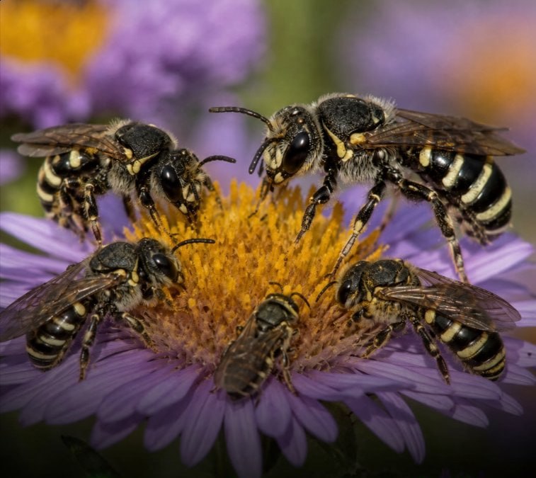 Oregon has eliminated pesticide-linked bee fatalities.An Oregon State University assessment revealed no confirmed cases of pesticide-driven bee mortality across the entire state since 2021, representing a dramatic recovery following a large-scale bee die-off in 2013 that prompted comprehensive reforms.That event prompted Oregon legislators to form a statewide pollinator task force and initiate sustained measures aimed at safeguarding bees. Officials trained over 12,000 landscapers, agricultural workers, and pesticide users in safer application methods near pollinators. Instructional resources reached schools and residents, encouraging the development of gardens and outdoor spaces that favor bees.At the same time, scientists established the Oregon Bee Atlas, currently the most extensive statewide catalog of bee species in the nation, recording every one of the 567 known species present in Oregon.Beyond mere identification, the atlas suggests optimal native plants for each county and supplies communities with concrete advice for establishing habitats that benefit regional pollinators. Oregon State University reports that the blend of public education, scientific inventory work, and refined pesticide practices has produced five straight years without any known pesticide-related bee deaths.Pollinators remain essential to farming, facilitating the fertilization of numerous fruits, vegetables, nuts, and ornamental plants that form part of daily diets. Experts note that Oregon’s progress demonstrates effective bee protection need not involve complete pesticide prohibitions. Supplying clearer guidance on proper timing, locations, and techniques for application can substantially lessen risks to pollinators while permitting continued agricultural and landscaping activities.["Inaugural Oregon report details bee health progress." Oregon State University]Science and facts💡