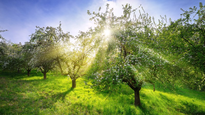 Canopy of blossomsApple trees in spring, Germany (© Smileus/Getty Images)