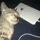 Словарный запас моего кота или Кофеварка пишет