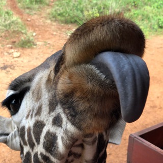 Isaichenko_Kenya Telegram Group Link