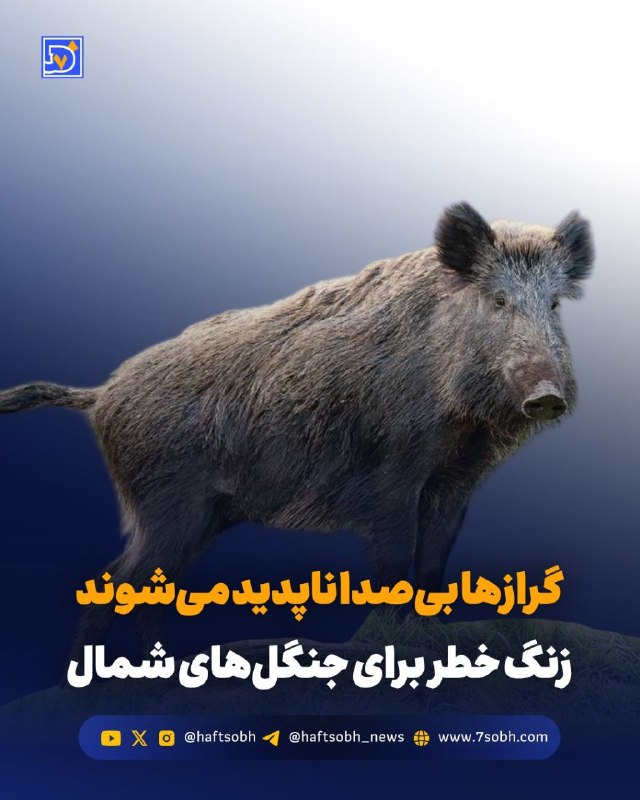 آسوندار (لیلا مرگن، خبرنگار): گزارش #محیط_زیست روزنامه هفت‌صبح🔴 گرازها بی‌صدا ناپدید می‌شوند؛ زنگ خطر برای جنگل‌های شمال🐗 گرازهایی که تا همین چند سال 