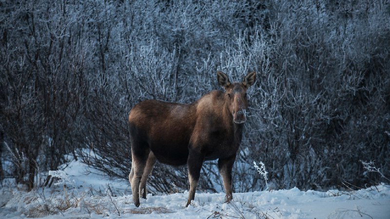 A wild stareFemale moose, Denali National Park, Alaska (© Cavan Images/Alamy)