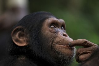 人工智能自以为聪明。黑猩猩可能不以为然。AI Thinks It’s Smart. Chimps May Beg to Differ. (www.bloomberg.com)21:00via Buzzing