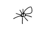 whipspider
