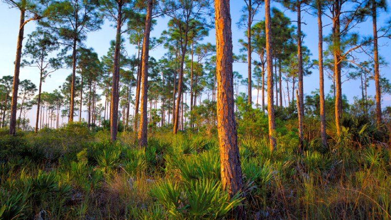 A tribute to treesForest hammock of slash pine and saw palmetto, Everglades National Park, Florida (© Mary Liz Austin/Alamy)