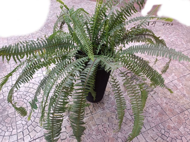 Paportnik 60 làri — фото 1