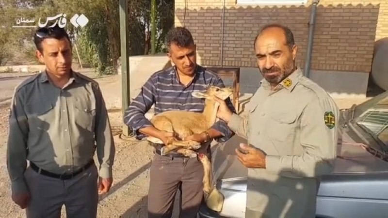پیام‌ ما آنلاین: 🔶نجات بزغاله وحشی از حمله سگ‌های ولگرد در آرادان + ویدیو🔷یک شهروند دوستدار طبیعت در منطقه «چهارطاق» شهرستان آرادان، بزغا