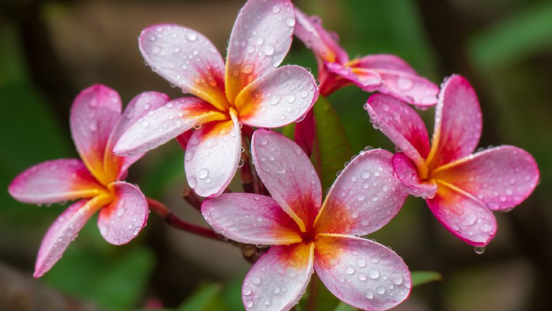 A fragrant traditionPlumeria flowers, Hawaii (© Miranda Jans/Getty Images)