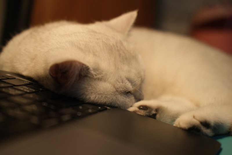 同事的猫太暖了，靠着电脑睡了两个小时，真的不想还给同事了