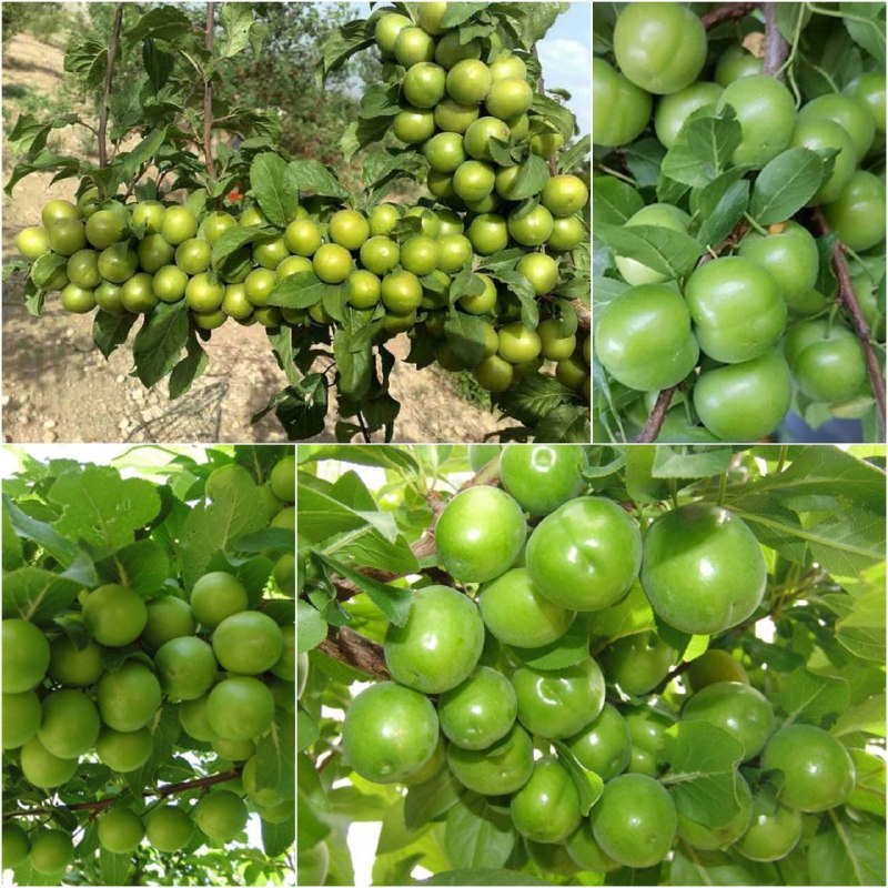 🌱 Forosh.nahal 🌱: 🌱 #گوجه_سبز پر ثمر (وارداتی،هلندی).🌱 سن 2 ساله.🌱 زود بازده (باردهی 1_2 ساله).🌱 قابل کشت در مناطق معتدل، سردسیر و نیمه گر