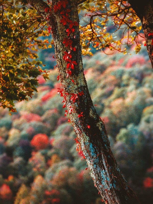 کتاب نایاب: زندگانی هنر همسفری با رنج هاست..🌲زندگانی هنر همسفری با رنج هاست..🌲