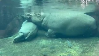 Hippo family napping underwater together.Interestingly, hippos can sleep underwater using a reflex that allows them to bob up, take a breath, and sink back down without even waking up.Did you know? 🎓