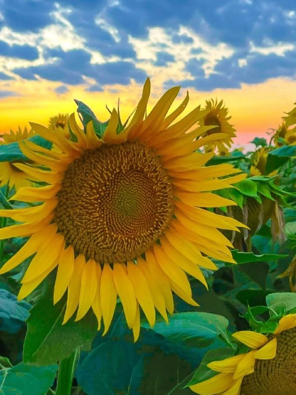 ولات نیوز | WalatNews: 🌞 #ڕۆژ_باشوەڵات / Rojbaş Welat ️🗓 #پنجشنبە | Îro pêncşem 🌷29 مـرداد مــاه 1405🌷29 گەلاوێــــــژ 2726🌷20 آگـــــوست 2026