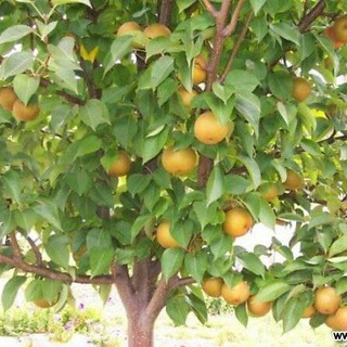 🍒🍑O‘zbekiston bo‘ylab mevali ko‘chatlar yetkazib beramiz🍏🍊🍐🍇