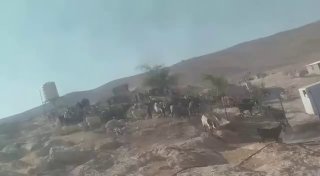 מתנחלים משחררים את בעלי החיים שלהם בסביבת בתים פלסטינים בח'רבת אל-מרקז, מספר יטא, דרומית לחברון