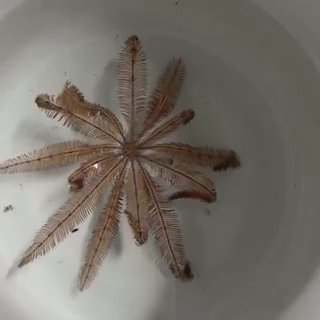This is a feather star (Crinoidea), a marine animal closely related to sea stars and sea urchins.