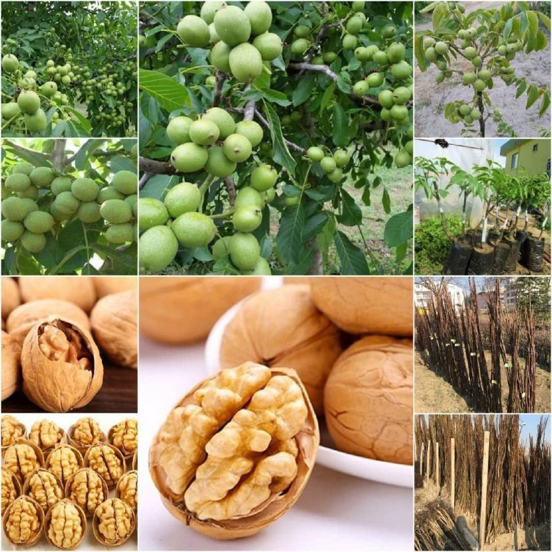 🌱 Forosh.nahal 🌱: 🌱 نهال #گردو وارداتی.(هلندی_پیوندی)🌱 #باردهی_سال_اول.🌱 نهال به صورت گلدانی.🌱 مدل بسیار پوست نازک.🌱 گردوهای درشت و مغز سف