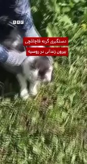 ماموران حراست زندان در روسیه، ۳۰ تیر (۲۱ ژوئیه)، گربه‌ای را گرفته‌‌اند