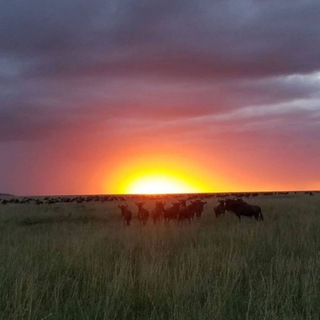 Travel and Tourism🐆🦏🦁🐒 Telegram Group Link