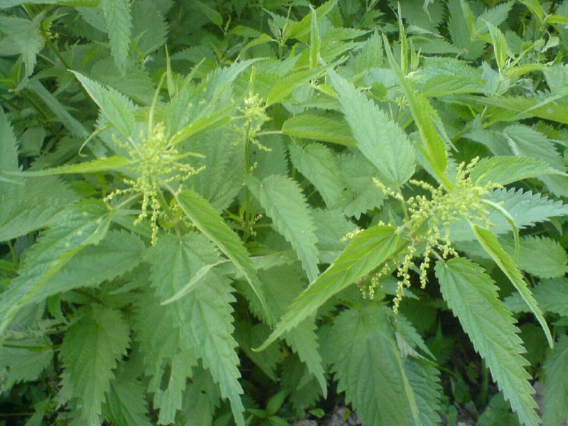 🍃طب گیاهی و سنتی🍃: 🔴عرق گزنه✅قطع شدن قاعدگی زنانبند آوردن هر گونه خونریزی داخلی جلوگیری از ریزش موتسکین دهنده دردهای عضلانیازدیاد ادرار 🍃نح
