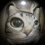 cursedcatl.flp