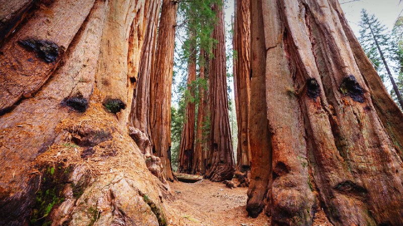 The realm of ancient giantsGiant sequoias, Sequoia National Park, California (© Galyna Andrushko/Shutterstock)