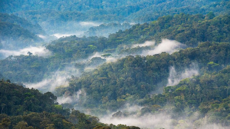 Celebrating forestsBwindi Impenetrable National Forest, Uganda (© Art Wolfe/DanitaDelimont.com)