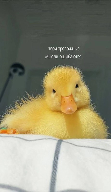 Забирайте послание на день если отправишь своей любимке Я В ДОМИКЕ Please open Telegram to view this post VIEW IN TELEGRAM - изображение 3 - telegram, view, забирайте