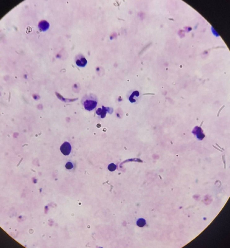 Hemato of ARTA-Lab: رسانه پست