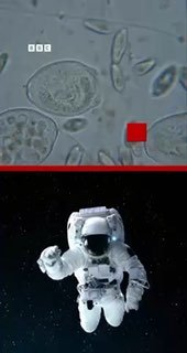 Can extraterrestrial life make us sick?