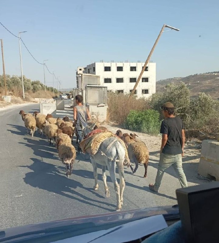 בעקבות מיליציות מתנחלים רעות כבשים במחסום אל-מורבה.