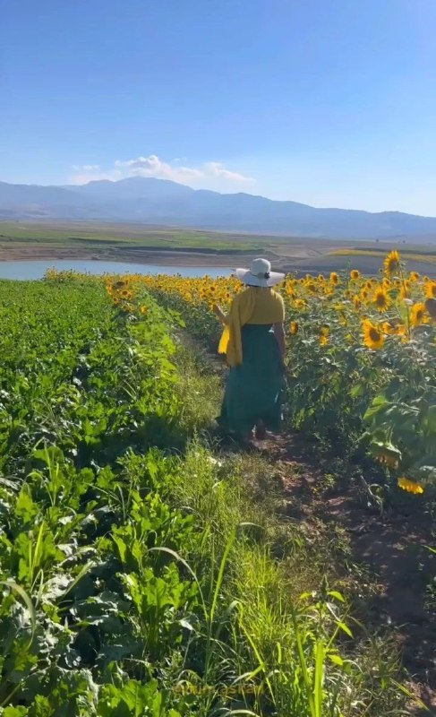 کانال اشعار و دکلمه های سیمااسعدی: شب ِ شکستنی ، ای در تو نور زندانیاز آن ستاره که خورشید شد چه می دانی ؟!هر آنچه دست ِ تو ریسید ، پنبه کرد آخرطلوع ِ صبح ،