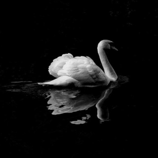 چەناڵــــی (ســوانــ🦢.)